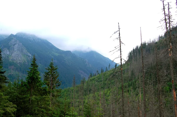 Forêt verte au bord des douces collines — Photo