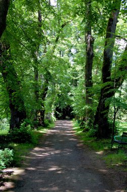 Park Caddesi eski ağaçları ile çevrili