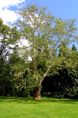 Yalnız ağaç parkı takas sınırında