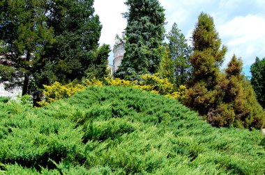 Güneşli bir günde çok renkli pitoresk park çalılar