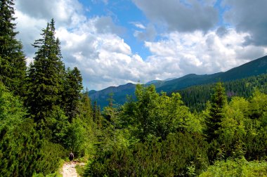 Ormanın kenarında dağ iz