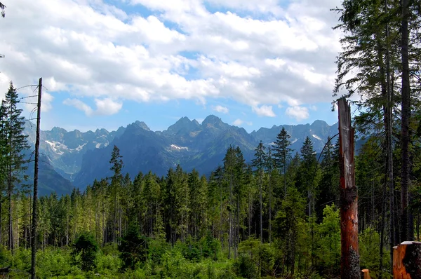 Des troncs d'arbres brisés dans une forêt de montagne — Photo