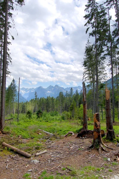 Złamane pni drzew w lesie mountain — Zdjęcie stockowe