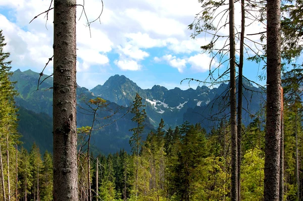 Troncs d'arbres cassés sur le fond des montagnes — Photo