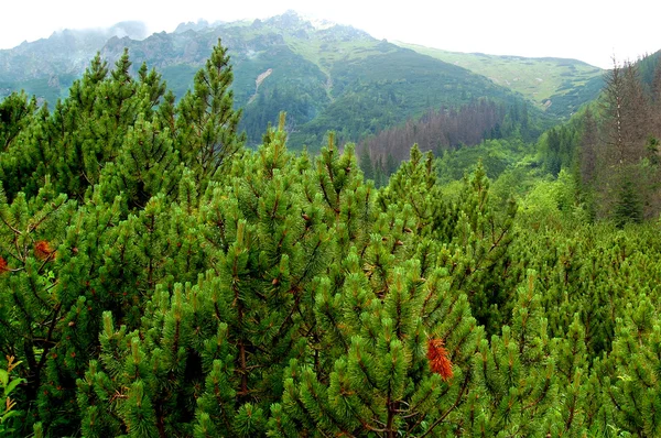 Bosque verde en el borde de las suaves colinas —  Fotos de Stock