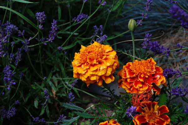 Fiori ornamentali di calendula splendidamente sviluppati — Foto Stock