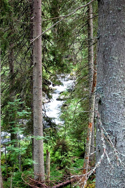 Ormanın ortasında vahşi hızlı dağ dere — Stok fotoğraf