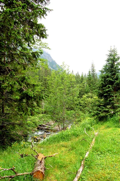 Bir dağ ormandaki kırık gövdeleri — Stok fotoğraf