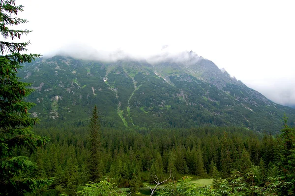 Green forest at the edge of the gentle hills — Stock Photo, Image