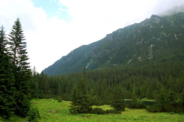 Pradera verde en el borde del bosque — Foto de Stock