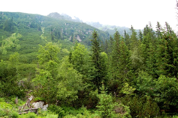 Bosque verde en el borde de las suaves colinas —  Fotos de Stock