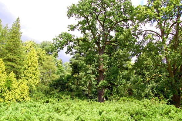 Árbol pintoresco multicolor rodeado de arbustos — Foto de Stock