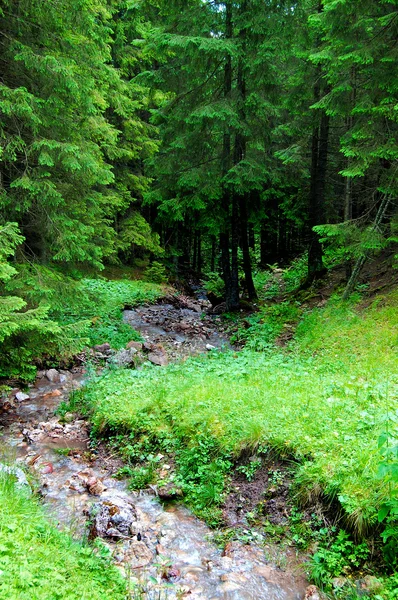 Fluxo calmo no meio de uma floresta — Fotografia de Stock