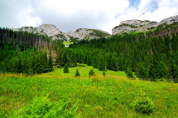 Зеленый луг на краю леса — стоковое фото