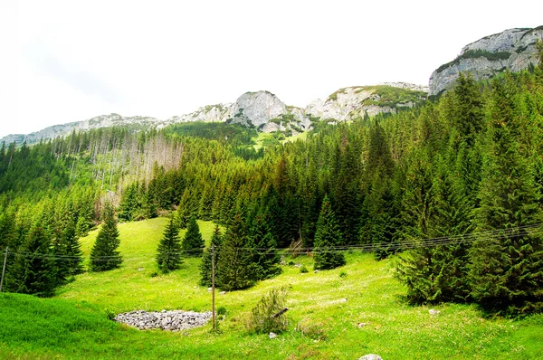 Pré vert à la lisière de la forêt — Photo