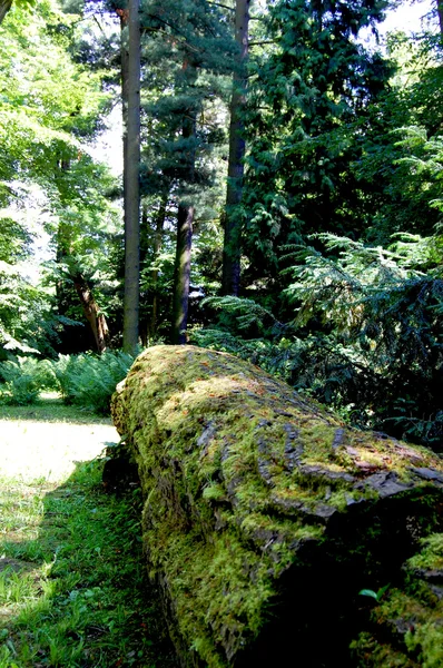 Lonely zburzono tułowia, pokryte mchem — Zdjęcie stockowe