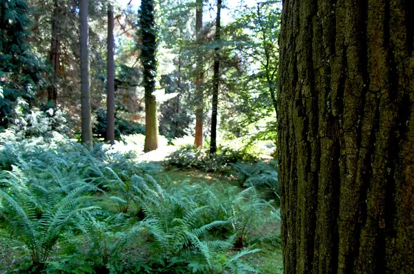 Tronco de árvore em um contexto de clareira florestal — Fotografia de Stock