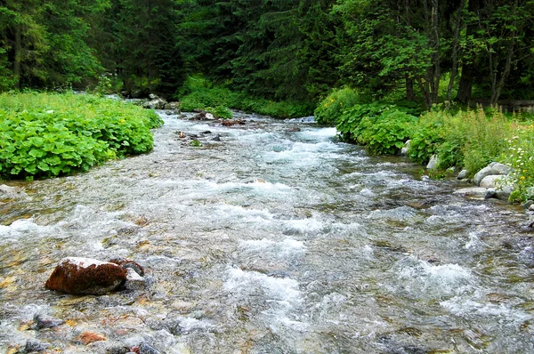 Wild  rapid mountain stream in the middle of the forest — Stock Photo, Image