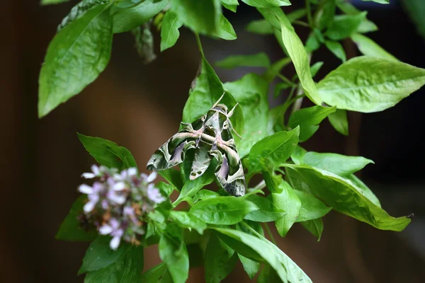 Kamufláž Butterfly, Samut Sakhon, Thajsko — Stock fotografie