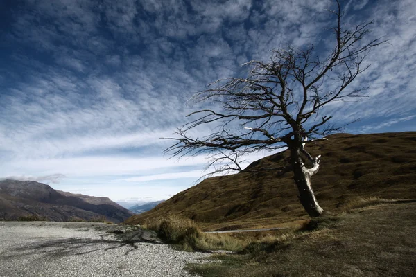 Der wummernde Baum, Königinnenstadt, Neuseeland — Stockfoto