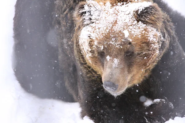 The Snow Brown Bear, Hokkaido, Japan