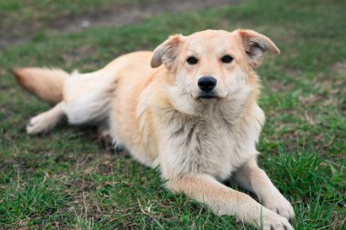 Köpek tasması çimenlerin üzerinde oturan