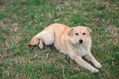 Köpek tasması çimenlerin üzerinde oturan