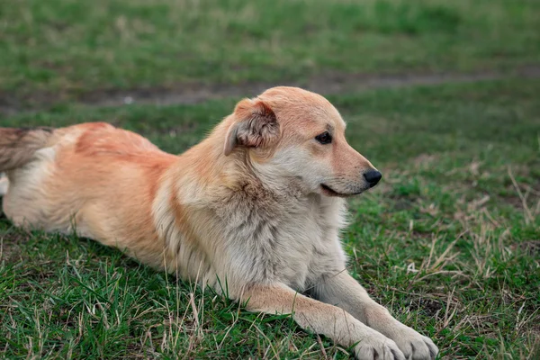 Dog Collar Sitting On Grass — Stock Photo, Image