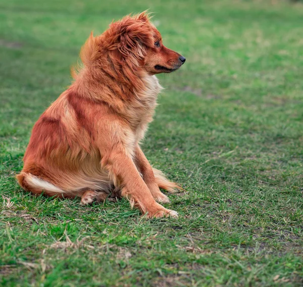 Dog Collar Sitting On Grass — Stock Photo, Image