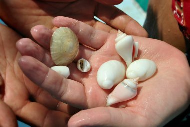 Deniz kabukları insan ellerinde