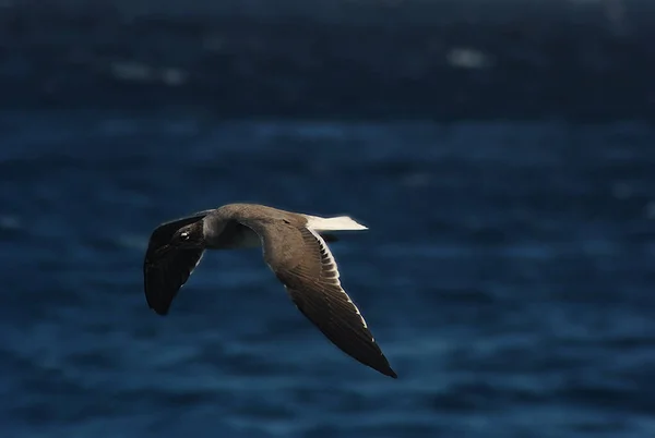 Zeemeeuw Lucht Oceaan — Stockfoto