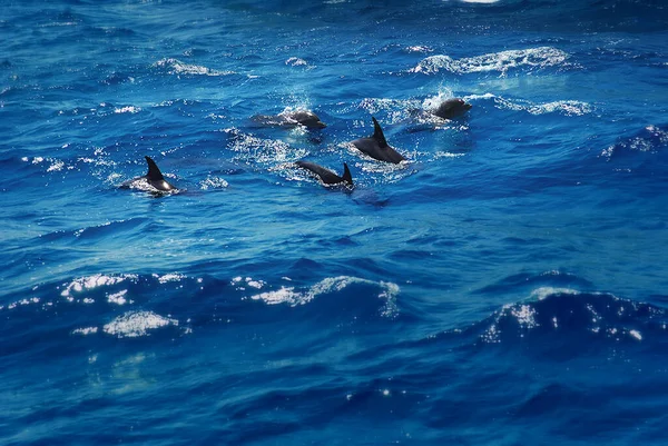 Delfine Schwimmen Blauen Ozean — Stockfoto