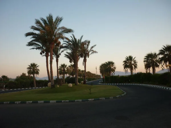 Schöne Aussicht Auf Den Sonnenuntergang Mit Palmen — Stockfoto