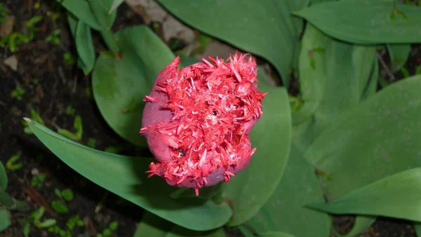 Bellissimo Tulipano Rosso Nell Erba Verde Del Parco — Foto Stock