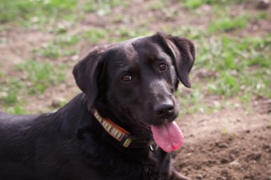 Sevimli siyah köpek portre