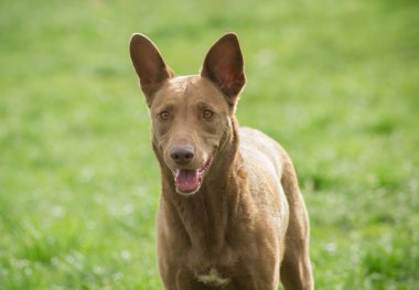 yeşil çimlerin üzerinde kahverengi köpek