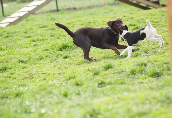 Yeşil çimenlerin üzerinde iki oynak köpek