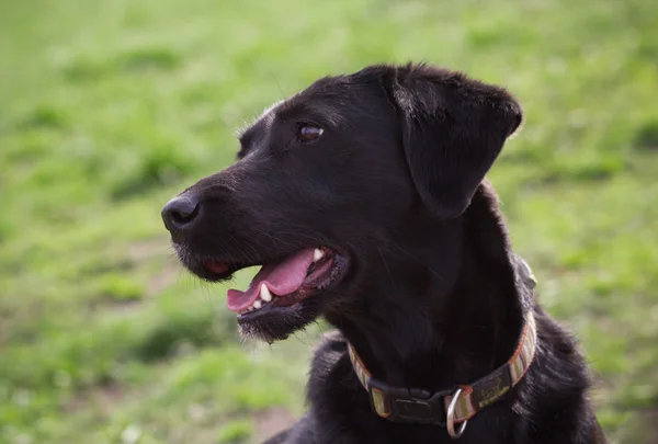 Yeşil çimenlerin üzerinde siyah köpek