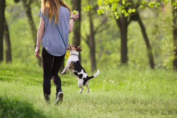 Eğitim oynayan bir köpek ile yürüyen genç kadın