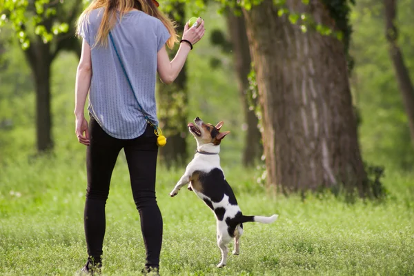 Giovane donna che cammina con un cane che gioca formazione Foto Stock Royalty Free