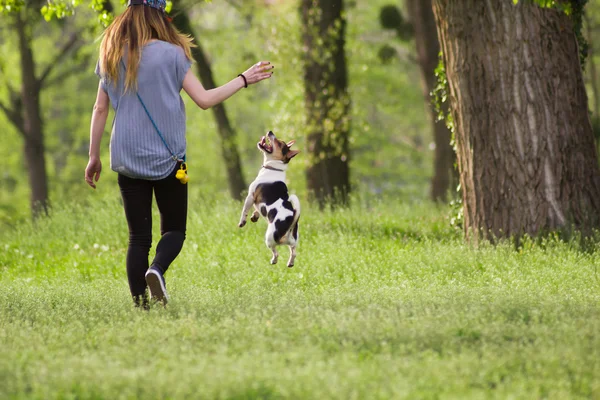 Giovane donna che cammina con un cane che gioca formazione Fotografia Stock