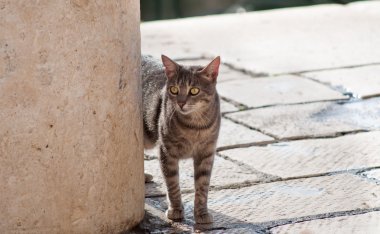 Çizgili gri yerli kedi