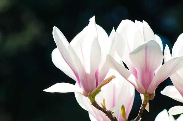 Wiosenne kwiaty magnolii — Zdjęcie stockowe