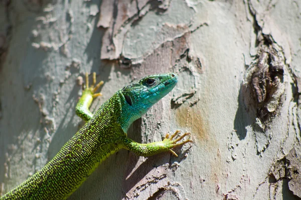 Lagarto verde exótico em uma árvore — Fotografia de Stock