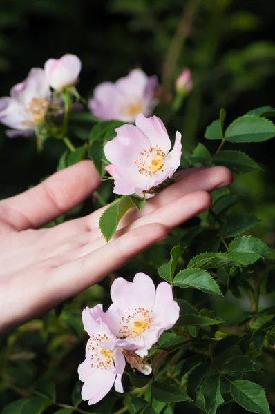 Wild rose flowers with female hand on dark background — Stock Photo, Image