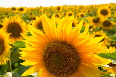 çiçek açan ayçiçeği