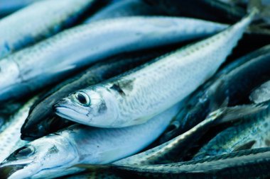 Taze çiğ deniz balık