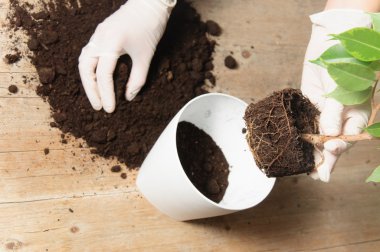 Ev bahçe taşındıktan ev bitkisi