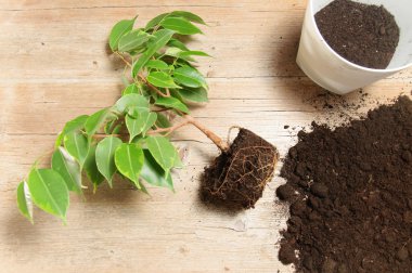 Ev bahçe yeşil bitki