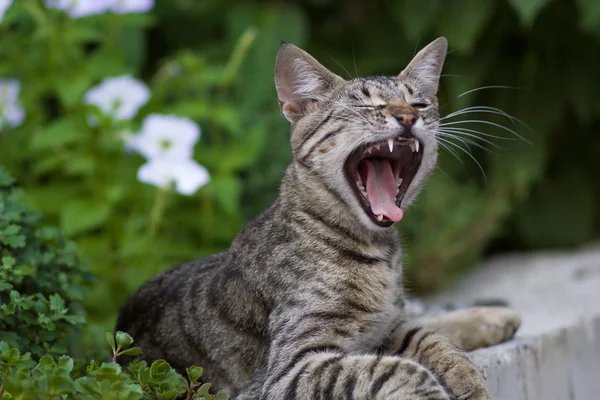 Nette lustige Katze, Gähnen — Stockfoto